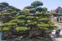 Siêu phẩm cây sanh lần đầu xuất hiện giá nửa tỷ
