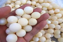 Trứng ba ba "thần dược": Vợ chồng tẩm bổ mỗi bữa 50 quả