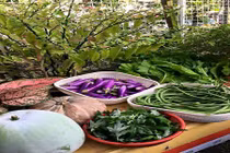“Phát ghen” với vườn rau 20 loại của nàng dâu Việt ở Malaysia