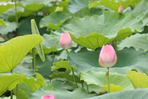 CĐM ném đá tơi tả cô gái ăn mặc phản cảm dưới đầm sen 