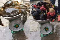 Mua 2,5kg cua, thanh niên sốc với dây buộc nặng gấp 3 lần cua