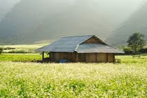 Mùa hoa tam giác mạch đẹp ngất ngây ở Mộc Châu