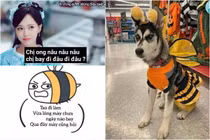 Cơn sốt "chị ong nâu" chưa hạ nhiệt, netizen tung loạt ảnh chế