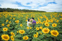 Giới trẻ thích thú với điểm ngắm hoa hướng dương gần Hà Nội