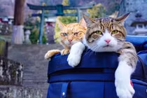 2 boss mèo được “sen” vác đi khắp Nhật Bản khiến dân mạng phát hờn