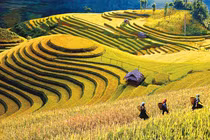 Khám phá ruộng bậc thang Mù Cang Chải đẹp mê hồn 