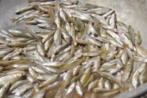 Loại cá “nhà nghèo” xưa rẻ bèo ở Việt Nam, nay bắt về bán 250.000/kg