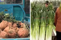 Dân Trung Quốc kinh ngạc với khoai lang to khổng lồ