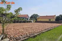 Hơn 800 mét vuông đất trồng bị trưởng thôn tự ý san lấp 