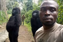 Con khỉ đột nổi tiếng vì selfie ở Congo qua đời