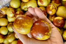 Táo tàu tươi giá 200.000 đồng/kg hút khách