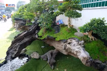 Những cây cảnh “khủng” được rao giá bạc tỷ tại Nha Trang 