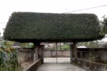 Người đàn ông biến 2 cây duối bỏ đi thành “cổng nhà” có giá hơn nửa tỷ