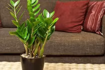 12 con giáp nên trồng cây gì để thu hút tiền tài? 
