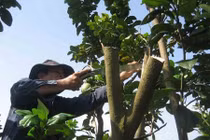 Bưởi khủng phục vụ Tết đã bắt đầu được "nắn"