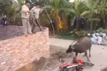 Công an nổ súng hạ trâu điên húc 4 người bị thương