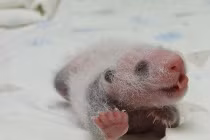 Gấu trúc mới sinh “lớn nhanh như thổi“