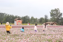 Du khách thích thú tham quan vườn hoa đa sắc ven TP. Đồng Hới
