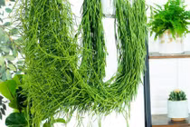Cây cảnh tưởng lạ mà quen, thu hút tài lộc, may mắn