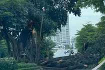 Hà Nội: Cây đa cổ thụ gãy cành chắn ngang đường, giao thông ùn tắc