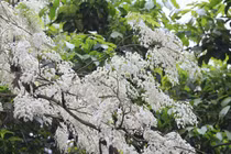 Hà Nội đẹp tinh khôi trong sắc trắng hoa sưa