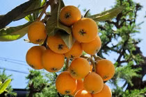 Nhót Nhật to như xoài, giá 4 triệu/kg có gì đặc biệt? 