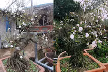 Ngắm vườn mai trắng bạc tỷ siêu đẹp ở Hà Nội