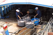 Giảm 8.000 đồng/kg, người nuôi khổ sở bắt cá... nhịn ăn