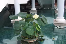 Nhà rực rỡ, chuẩn phong thủy với những hồ sen mini tuyệt đẹp