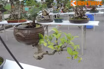 Đã mắt với loạt bonsai mini siêu đẹp ở Hà Nội
