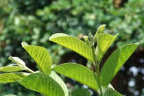 Những mẹo cực hay chữa lẹo ở mắt