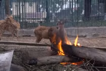 Video: Rét cắt da, đến sư tử, gấu ngựa cũng phải dùng lò sưởi