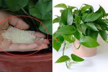 Rắc một nắm gạo vào chậu cây, lập tức nhú lên mầm xanh