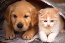 Ký sinh trùng vào cơ thể vì ... cưng chó mèo