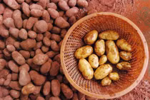 Đà Lạt tổng lực kiểm tra khoai tây Trung Quốc