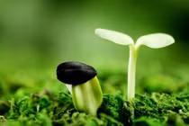 Vì sao sóng siêu âm làm hạt nảy mầm nhanh?