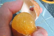 Cận cảnh trứng gà chứa... chất dẻo gelatin