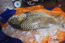 Tận mục cá hô khổng lồ nặng hơn tạ ở Sài Gòn