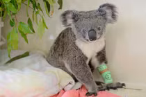 Koala có 2 màu mắt xanh nâu gây kinh ngạc tột độ
