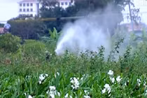 Ẩn họa khôn lường từ hoa tươi