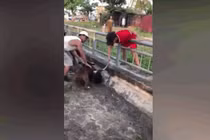 Video: Kinh hoàng cảnh chó Pitbull lao vào cắn chết dê ở Nghệ An