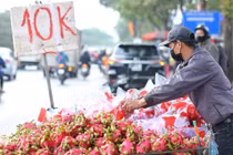 Thanh long Việt Nam xuất sang châu Âu giá 400.000 đồng 1 quả