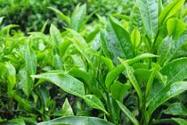Đánh bay mụn thịt trên mặt chỉ với loại lá quen thuộc này