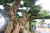 Chiêm ngưỡng cây sanh cổ trăm tuổi phong hóa cùng thời gian