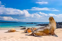 Thiên đường đa dạng sinh học tại quần đảo Galapagos