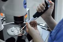 Rắc rối vì con giống hàng xóm, sau khi "xin" từ ngân hàng tinh trùng