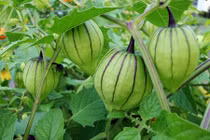 Quả dại giá 700.000 đồng/kg dân Việt xôn xao trồng thế nào?