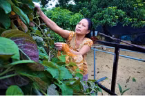 "Hái ra tiền" với cây leo bờ rào mà không mất một đồng đầu tư