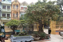 Cây lộc vừng tích tụ phát lộc thu hút người yêu cây cảnh