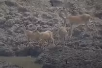 Video: Trăn khủng phi thân nhanh như chớp, ngoạm đầu hươu lôi xuống nước